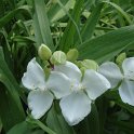 Tradescantia x andersoniana 'Innocence'